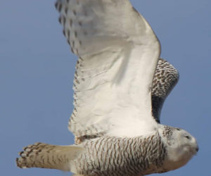 Jean Duncan's photo of a snowy owl in flight over Ocean Point received the most reader votes to win the February #LCNme365 photo contest. Duncan, of Newcastle, will receive a $50 gift certificate from Rising Tide Co-op, of Damariscotta, the sponsor of the February contest.