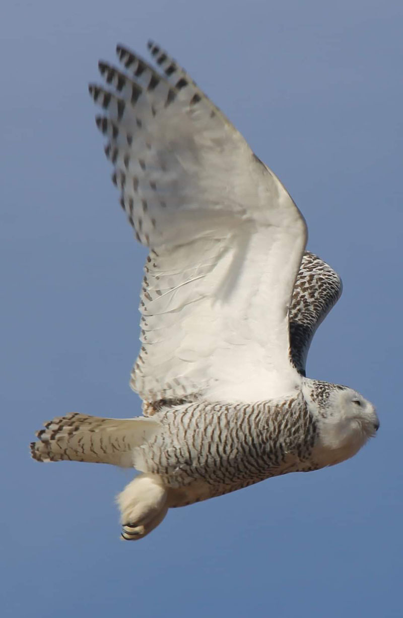 Jean Duncan's photo of a snowy owl in flight over Ocean Point received the most reader votes to win the February #LCNme365 photo contest. Duncan, of Newcastle, will receive a $50 gift certificate from Rising Tide Co-op, of Damariscotta, the sponsor of the February contest.