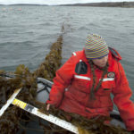 New Research to Explore Seaweed for Ocean, Economic Health