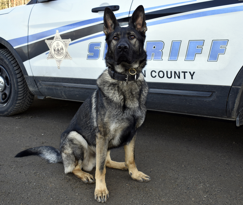 Bear, a Czech German shepherd, is the new K-9 on patrol for the Lincoln County Sheriff's Office. (J.W. Oliver photo)