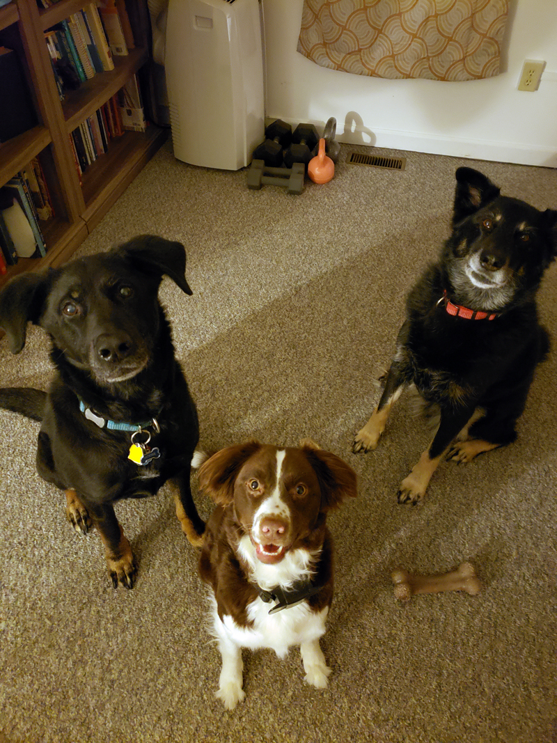 From left: Moose, Indy, and Sadie are canine greeters for Bold Summit Pet Resort's doggy day care in Waldoboro. (Photo courtesy Meghan Livers)