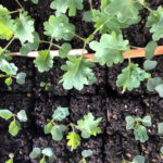 Tidbits and Tips on Starting Seedlings