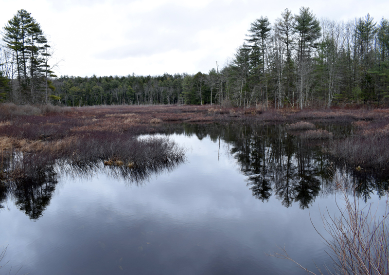 A view of a swamp off Back Meadow Road in Damariscotta. A man is believed to have entered the swamp on Saturday, April 3, leading to an approximately four-hour search. (Evan Houk photo)