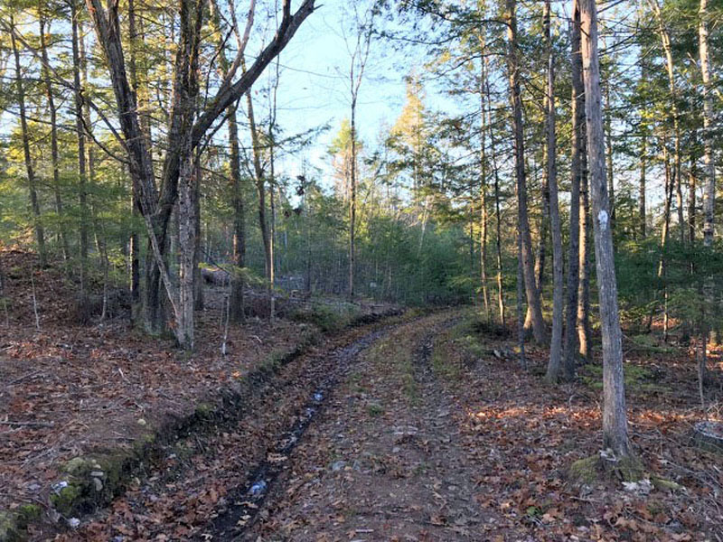 A woods road runs through the Dresden property where the nonprofit Good Ground Great Beyond aims to establish Maine's first site for open-air cremation. (Photo courtesy Angela Lutzenberger)