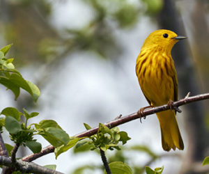 A yellow warbler sits on a branch. (Photo courtesy Don Reimer)