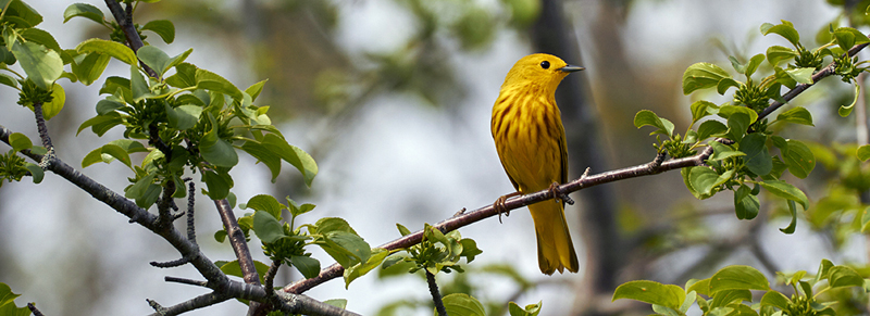 A yellow warbler sits on a branch. (Photo courtesy Don Reimer)
