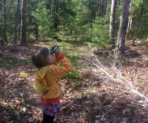 A young birding enthusiast looks for feathered friends. (Photo courtesy Kennebec Estuary Land Trust)
