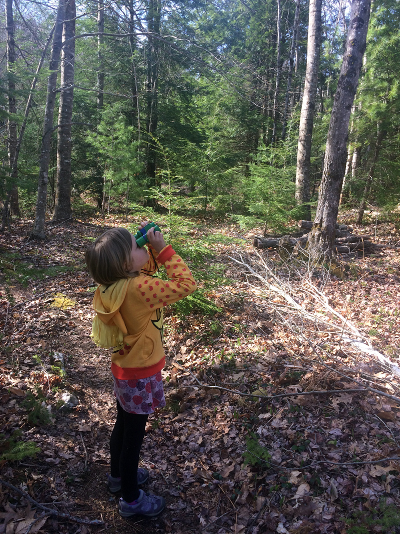 A young birding enthusiast looks for feathered friends. (Photo courtesy Kennebec Estuary Land Trust)