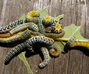 Dogwood sawfly larvae, from a red osier dogwood. The larve are valuable as food for baby birds. (Photo courtesy Nancy Holmes)