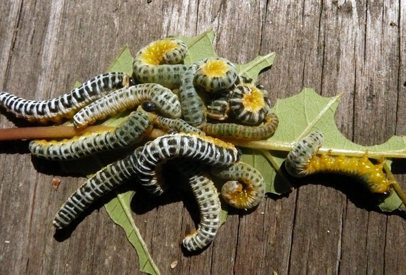 Dogwood sawfly larvae, from a red osier dogwood. The larve are valuable as food for baby birds. (Photo courtesy Nancy Holmes)