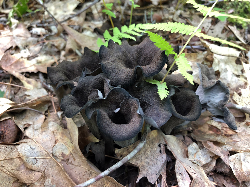 Black trumpet mushrooms. (Photo courtesy Greg Marley)