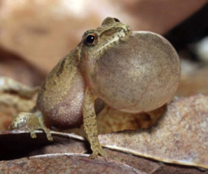 The inflated vocal sac of male peeper. (Photo courtesy Farmers' Almanac)