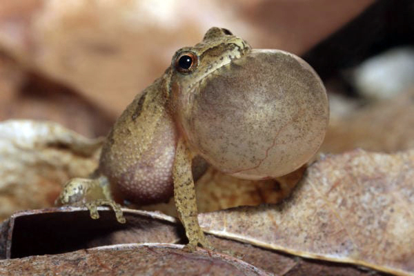 The inflated vocal sac of male peeper. (Photo courtesy Farmers' Almanac)