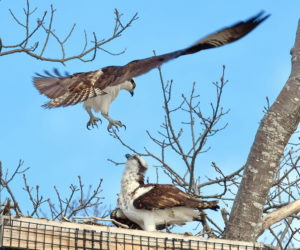 A new pair of mated ospreys land in the man-made nest on Salt Pond Road in New Harbor on April 18. (Photo courtesy Sherrie Tucker)