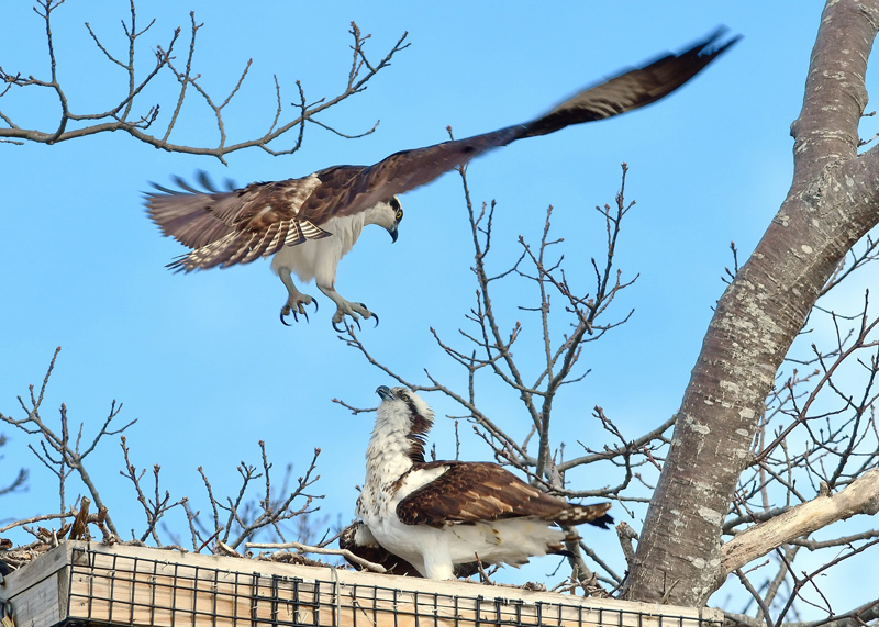 A new pair of mated ospreys land in the man-made nest on Salt Pond Road in New Harbor on April 18. (Photo courtesy Sherrie Tucker)