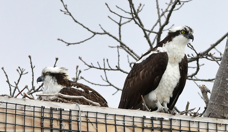 The pair of mated ospreys looks out in the man-made nest on Salt Pond Road in New Harbor. The nest, built by Shannon Mahan, has provided a home for mated ospreys for the past three years. (Photo courtesy Sherrie Tucker)