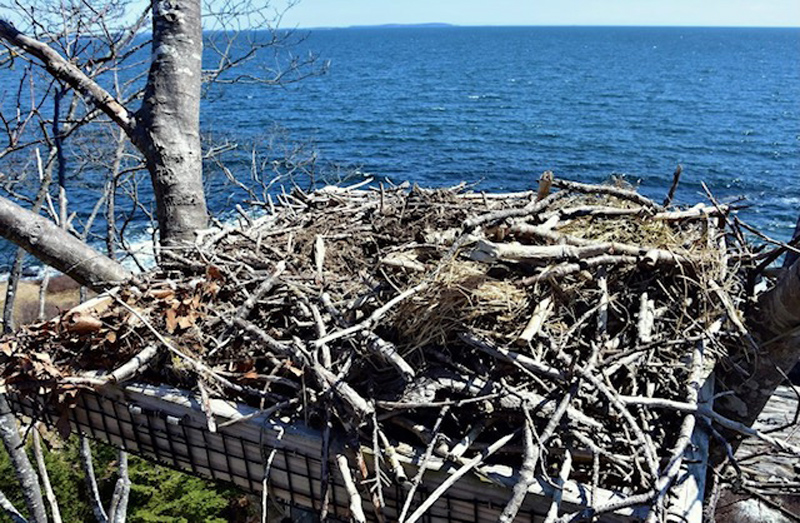 The osprey nest built by Shanon Mahan on the Salt Pond Road in New Harbor has served as the home for mated ospreys for the past three years. (Photo courtesy Sherrie Tucker)