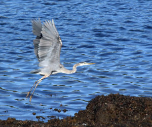 A great blue heron takes flight in Pemaquid Harbor. (Photo courtesy Robert Thorpe)