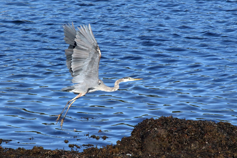 A great blue heron takes flight in Pemaquid Harbor. (Photo courtesy Robert Thorpe)