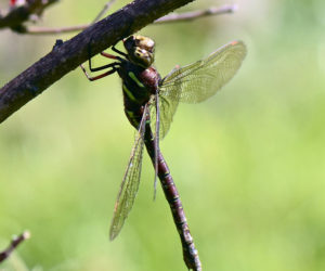 A dragonfly perches on a branch. (Photo courtesy Marc Ouellette)