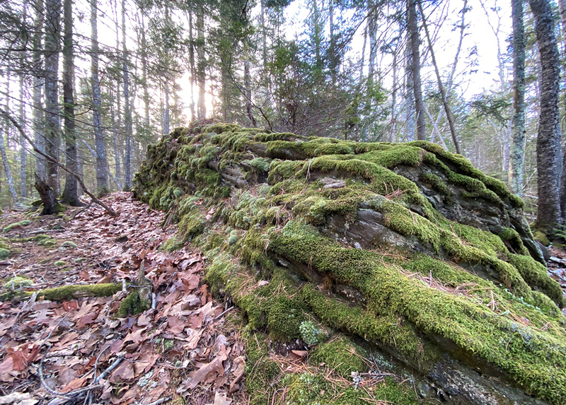 A moss-covered rock formation at the Capt. Robert Spear Preserve in South Bristol.