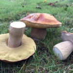 Midcoast Conservancy to Offer Bolete Mushrooms Webinar