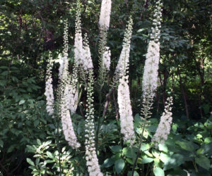 Actaea racemosa is just one of the many plant treasures to be found at the Old Bristol Garden Club's plant sale on Saturday, June 5.