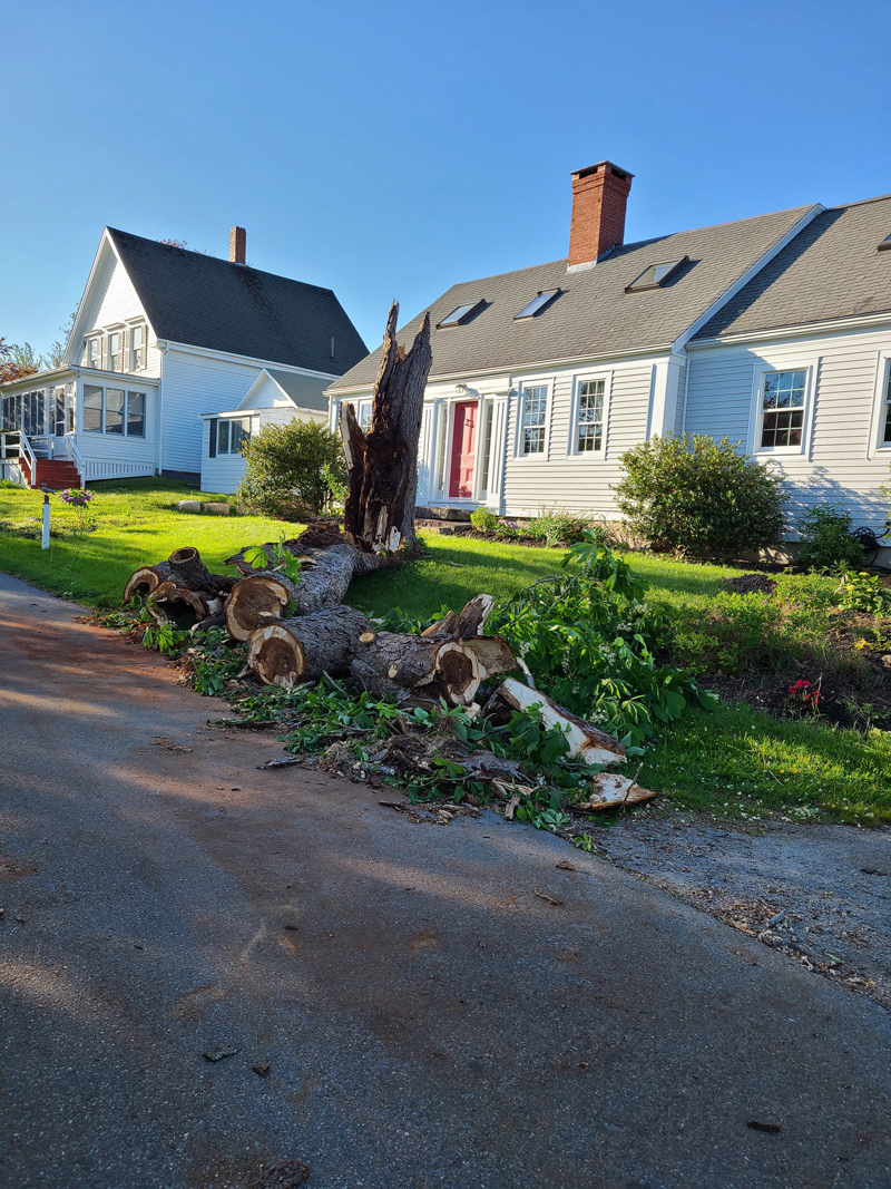 The aftermath of a microburst on Sunday, May 23. The old horse chestnut tree on Anchor Inn Road missed phone and power lines when it came down.