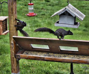 Jan Griesenbrock's photo of a confrontation between two black squirrels at his bird feeder received the most reader votes to win the May #LCNme365 photo contest. Griesenbrock, of Waldoboro, will receive a $50 gift certificate to Metcalf's Submarine Sandwiches, of Damariscotta, the sponsor of the May contest; and a canvas print of his photo, courtesy of Mail It 4 U, of Newcastle.