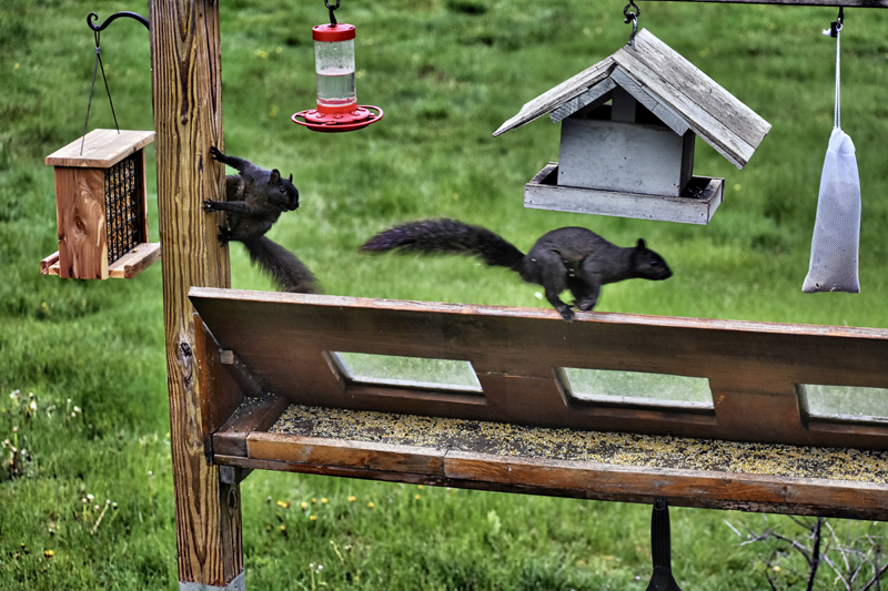 Jan Griesenbrock's photo of a confrontation between two black squirrels at his bird feeder received the most reader votes to win the May #LCNme365 photo contest. Griesenbrock, of Waldoboro, will receive a $50 gift certificate to Metcalf's Submarine Sandwiches, of Damariscotta, the sponsor of the May contest; and a canvas print of his photo, courtesy of Mail It 4 U, of Newcastle.