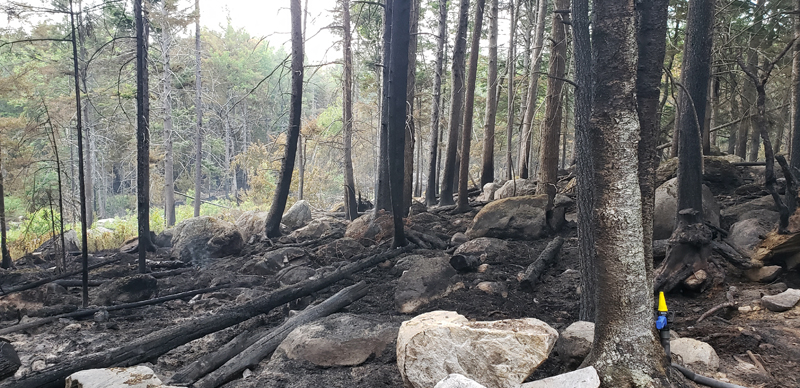 A woods fire that started on Sunday, June 13 burned more than six acres in the area of 1151 Wagner Bridge Road in Waldoboro. (Submitted article)