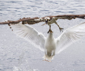 A gull attacks an osprey mid-air. (Photo courtesy Duane Lowe)