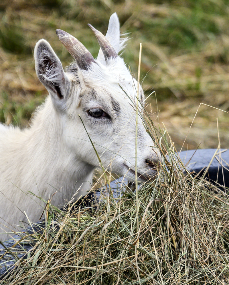 An Icelandic goat snacks on hay at the Beau Chemin Preservation Farm during Open Farm Day in Waldoboro on Sunday, July 25. (Bisi Cameron Yee photo)