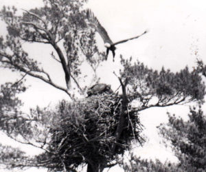 Eagles nest at the south end of Damariscotta Lake. Empty now, pleasant memories make us instinctively look up as we gy by. (Photo courtesy Ian Flye)