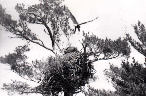 Eagles nest at the south end of Damariscotta Lake. Empty now, pleasant memories make us instinctively look up as we gy by. (Photo courtesy Ian Flye)