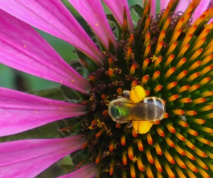 Jannine Oates' photo of a bee visiting a flower at her home in Waldoboro won the July #LCNme365 photo contest. Oates will receive a $50 gift certificate to Riverside Butcher Co., the sponsor of the July contest, and a canvas print of her photo courtesy of Mail It 4 U, of Newcastle.