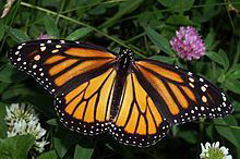 The Friends of Colonial Pemaquid invite the public to a program on monarch butterflies as part of their 2021 annual Monday Night Jan Howell Memorial Lecture Series. (Photo courtesy The Friends of Colonial Pemaquid)