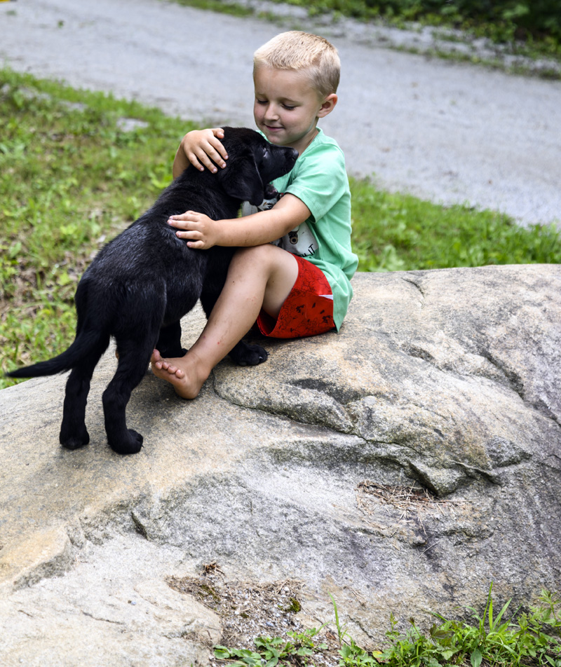 Sammy Genthner, 5, hugs puppy Haven in his yard in Jefferson on Friday, July 30. Haven and her brother Diesel made it home after going missing overnight. (Bisi Cameron Yee photo)