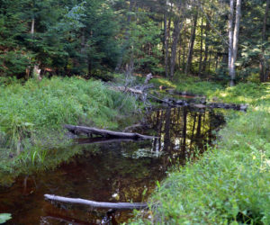 Castner Creek. (Paula Roberts photo)