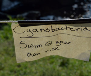 A sign at the Damariscotta Mills swimming hole warns of a Cyanobacteria algae bloom in the area. The blue/green algae was visible late last week. (Paula Roberts photo)