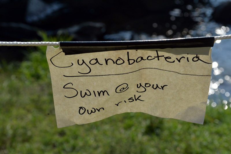 A sign at the Damariscotta Mills swimming hole warns of a Cyanobacteria algae bloom in the area. The blue/green algae was visible late last week. (Paula Roberts photo)