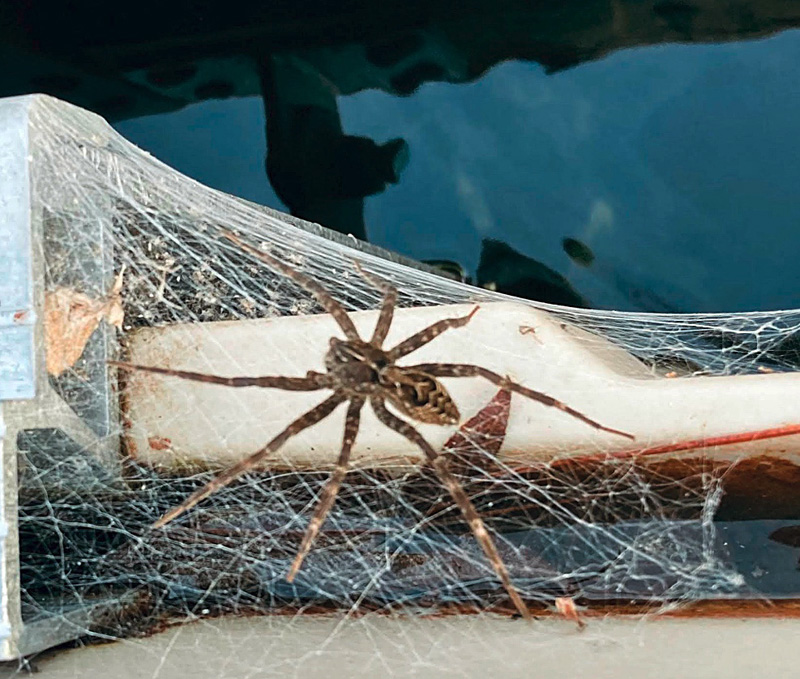 The female Dock spider spins a web to protect her nest. (Photo courtesy Mike Christensen)