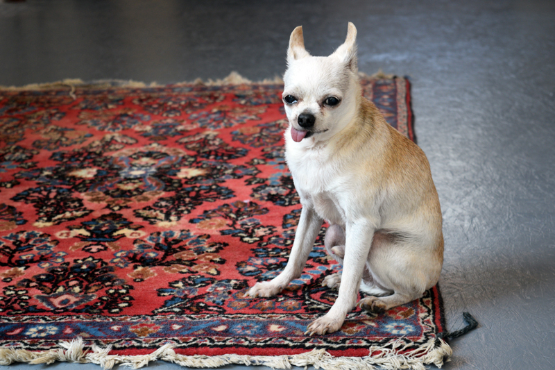 Ernesto, Emily Davey's 18-year-old Chihuahua, posing gracefully on a rug at Macadamia, Damariscotta's newest boutique, on Aug. 27. (Nate Poole photo)