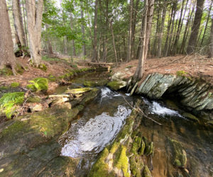 A wooded stream passes through Coastal Rivers new preserve, ultimately flowing into the Damariscotta River. (Courtesy of Coastal Rivers Conservation Trust)