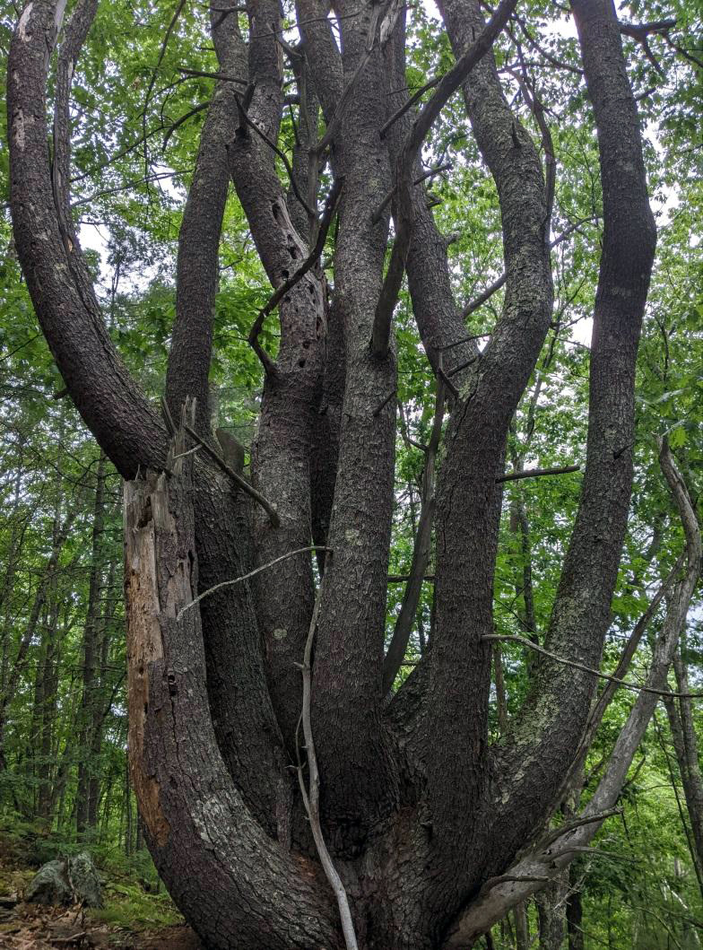 The Rev. Joseph Barth Memorial Demonstration and Experimental Forest contains woods, including this multi-stemmed white pine, that store carbon and provide habitat for wildlife.