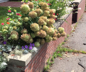 Side view of Wiscasset Green from Washington Street showing gardens maintained by GCW members.