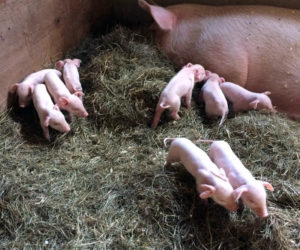 The Morris Farm in Wiscasset needs help supporting the family of pigs it recently took in, plus its own sow, newly delivered of eight piglets. (Courtesy photo)