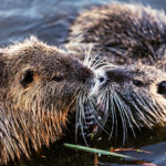 Coastal Rivers Family Program on Maine Mammals Nov. 13