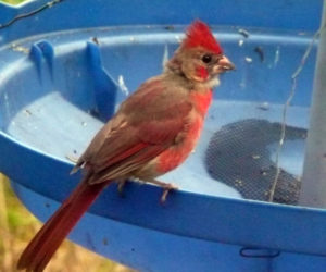 Male cardinal in changing plumage. (Photo courtesy Nancy Holmes)