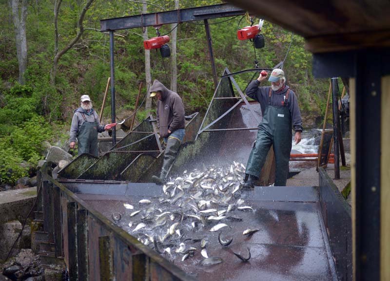 "Alewives Harvest," by Paula Roberts, received first-place honors in the Feature Photo category of the Maine Press Association Better Newspaper Contest.